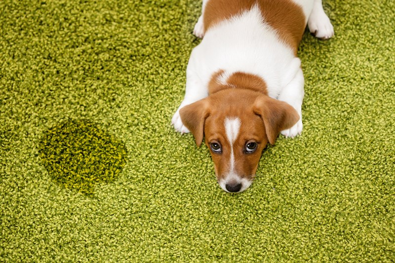 How do you choose the best flooring for pets that have accidents?