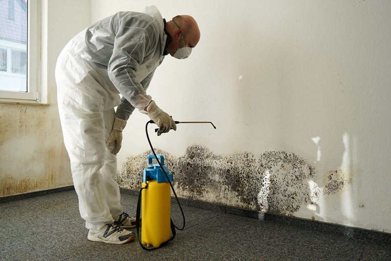 What will the best mold removal company do in your home in NJ?