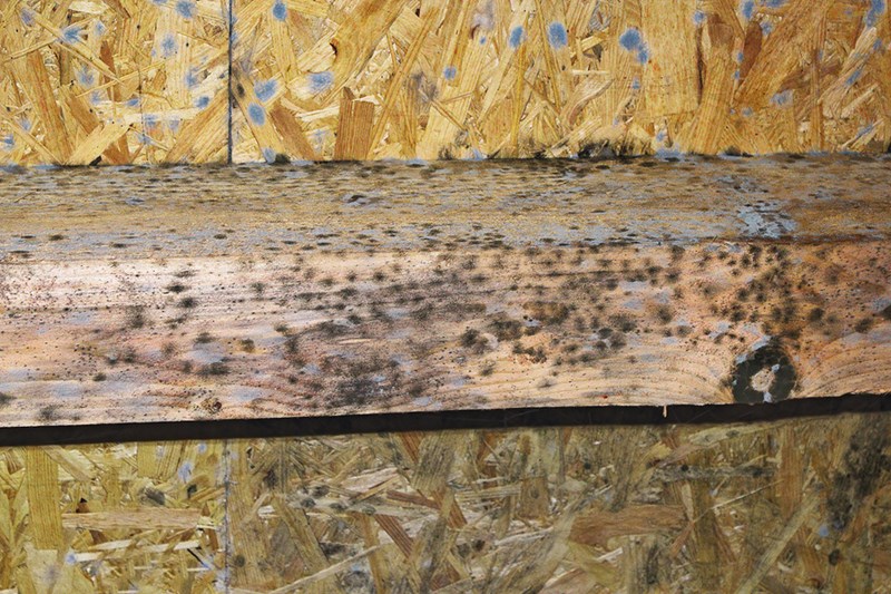 What is the Best Way to Kill Black Mold on Wood?