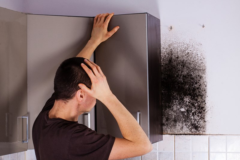 Is it Safe to Tackle Mold Removal Yourself?