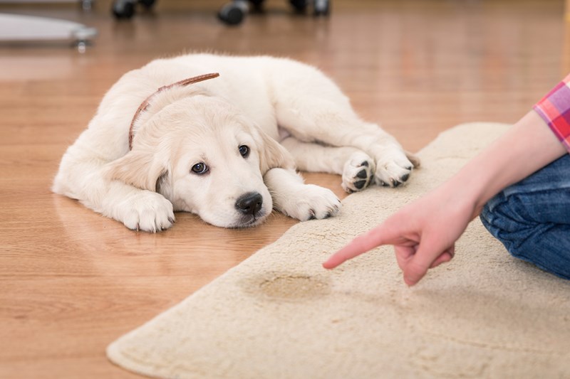 How to Clean your Carpet When your Dog Couldn&#39;t Wait to Pee Outside