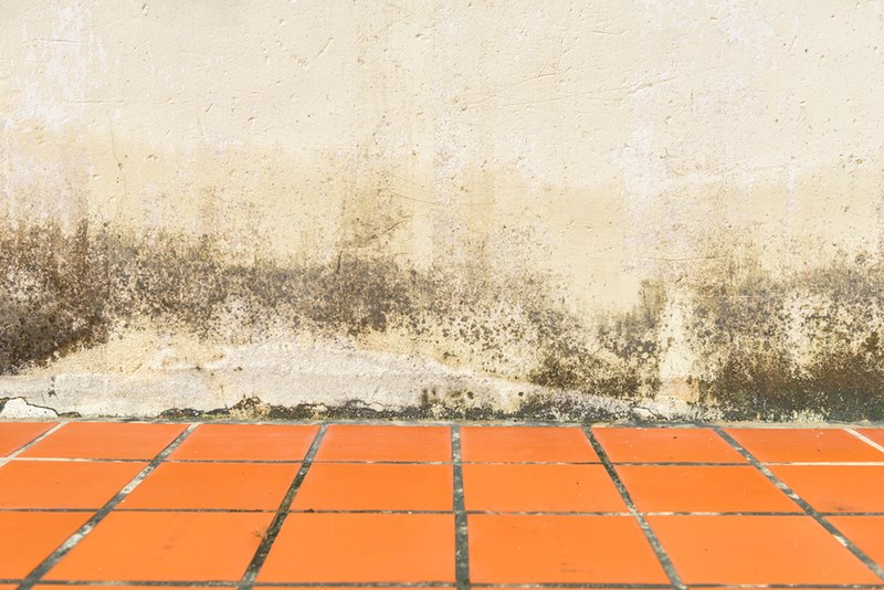 Common Mistakes to Avoid When Walls are Attacked by Mildew