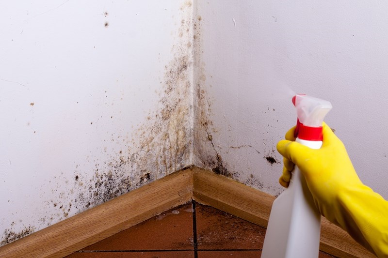 The Ultimate Guide on How to Clean Mold on Drywall