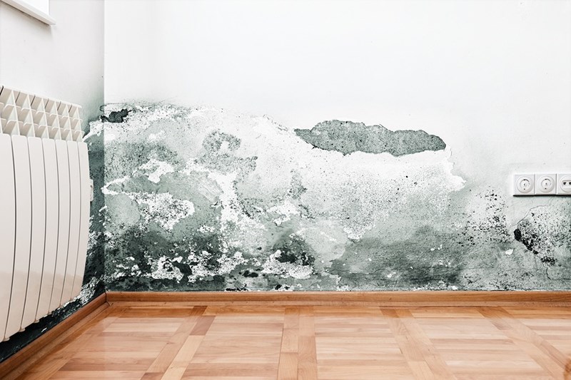How to Get Rid of Mold in Your House in 4 Steps