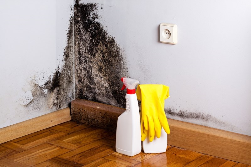 Step-by-Step Guide on How to Kill Mold on Drywall