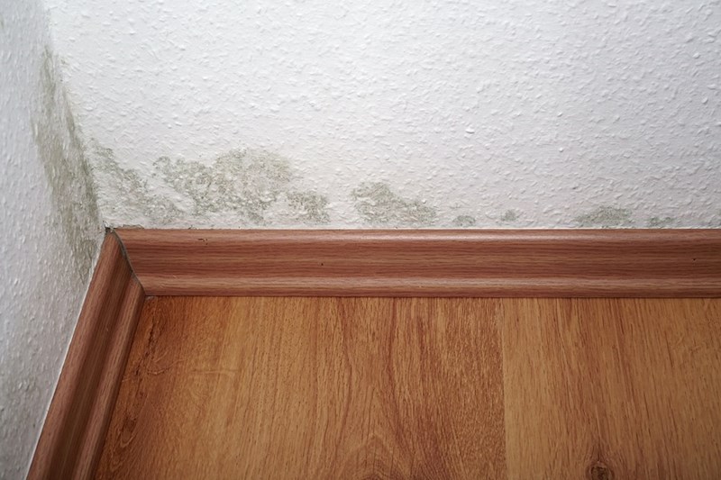 What to do if you Find Mold in your Apartment in 5 Steps