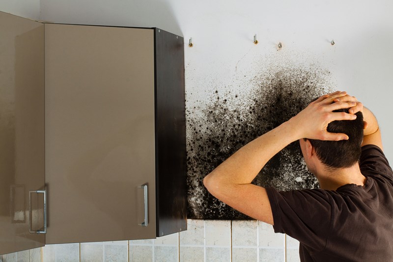 How Much Does the Best Black Mold Remover Cost?