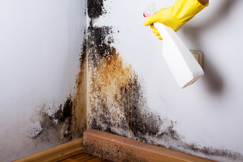 Black Mold Has Returned – What’s the Best Cleaner to Use?