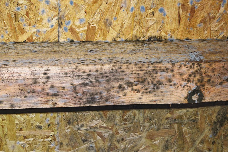 How to Kill Black Mold on Drywall and Wood