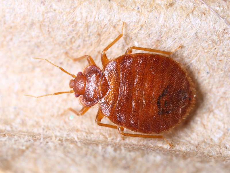 How To Get Rid Of The Bedbugs Living In Your Carpet