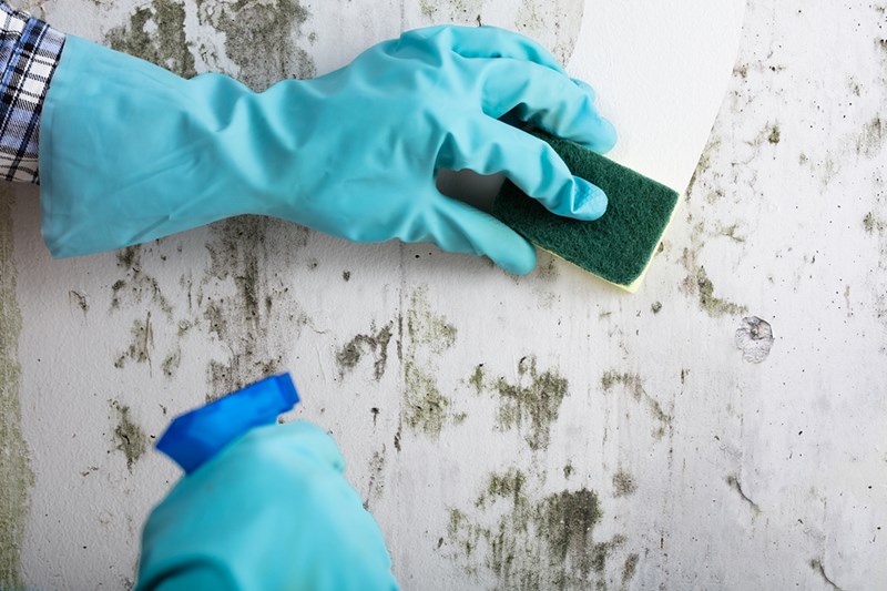 Does Vinegar Really Kill Mold?