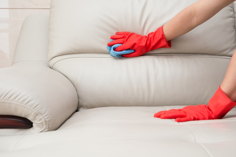 fungus on leather sofa