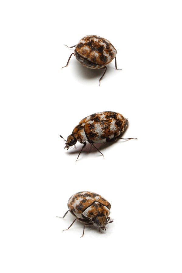 How To Get Rid Of Carpet Beetles The Easy Way