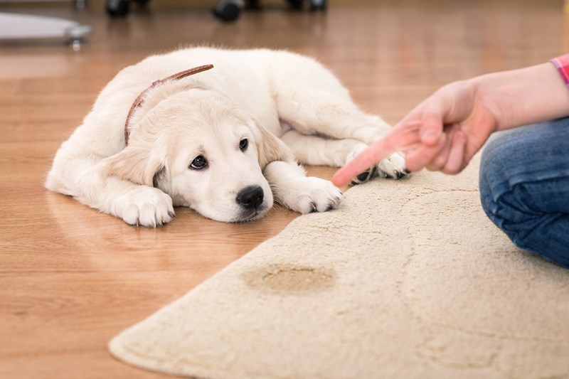 How To Get Urine Smell Out Of Carpet Forever