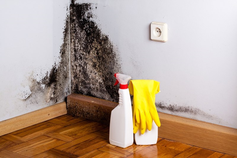 How to remove black mold on drywall