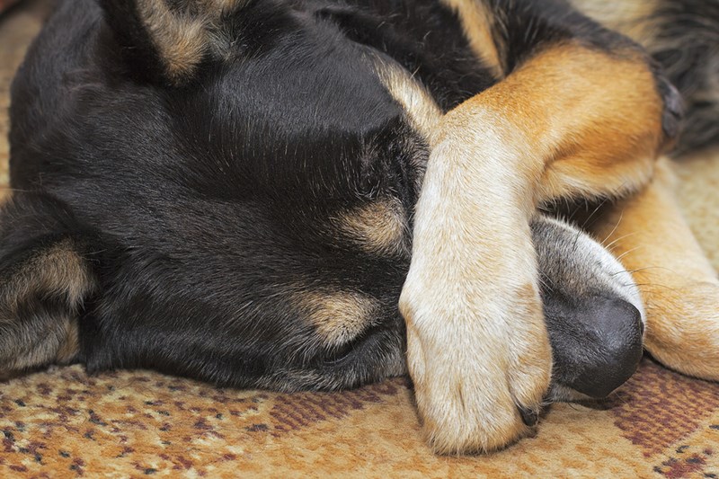 Smoke Odor in Your Carpet ? No Problems!