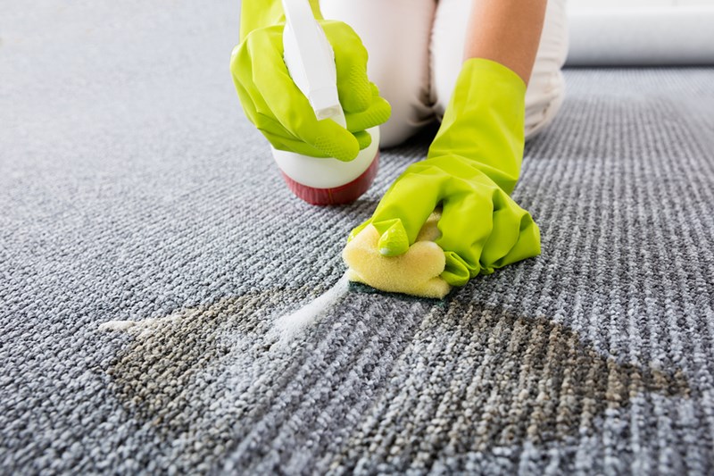 Get Rid of Those Old Pet Stains From Your Carpet