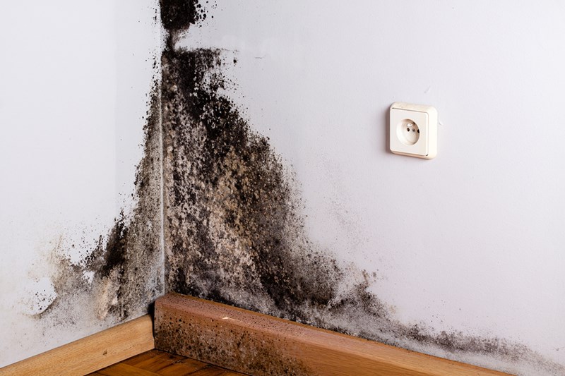 How Can You Tell That You Have Mold In Your Walls?