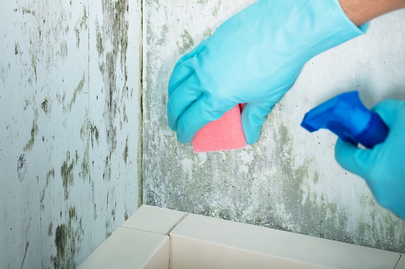 Is This Your Secret Weapon For Killing Mold On Walls?